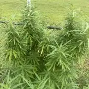 Critical Mass Outdoors