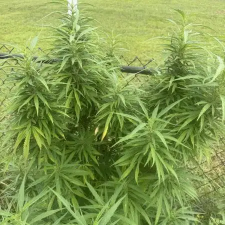 Critical Mass Outdoors