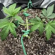 Trop cherry ( indoor )