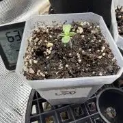 LSD 2x2 (budget tent)