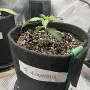 Black diamond ( Zamnesia )