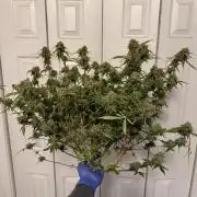 Why did the aurora get a bad review?