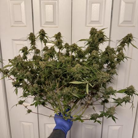 Why did the aurora get a bad review?