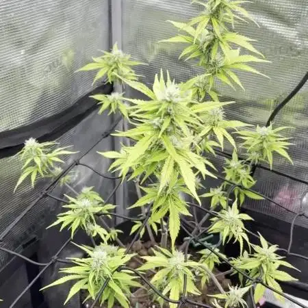 May the Kush and cookies be with you!