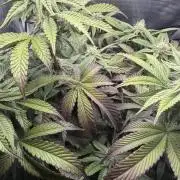 Alien OG