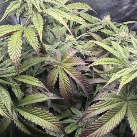 Alien OG