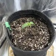 Trop cherry ( indoor )