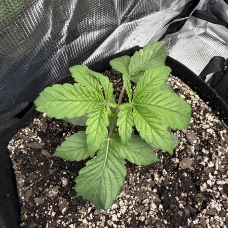 LSD 2x2 (budget tent)