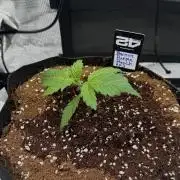 Let's make this day amethyst-ing! (RF3)