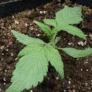 You're the berry best!