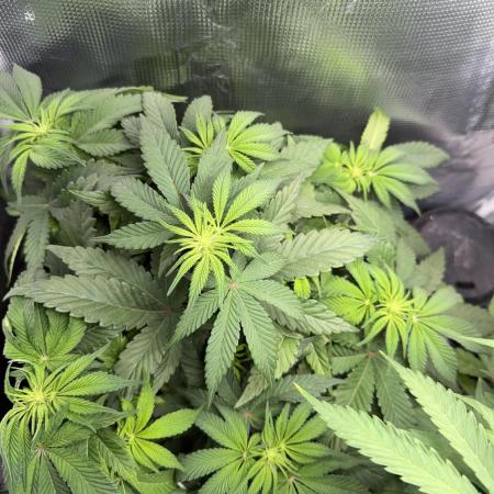 Trop cherry Mainlined ( indoor )