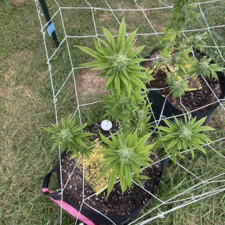 Trop cherry outdoors