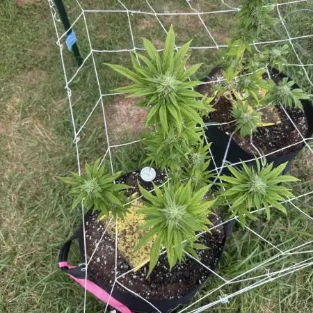 Trop cherry outdoors