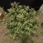 Why did the aurora get a bad review?