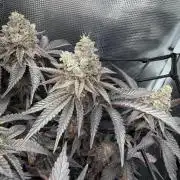 Alien OG