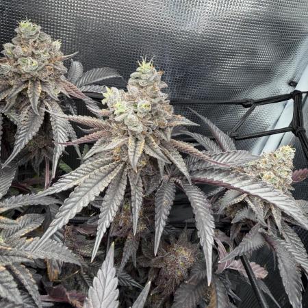 Alien OG