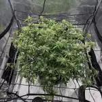 Why did the aurora get a bad review?