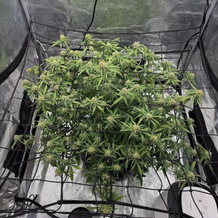 Why did the aurora get a bad review?