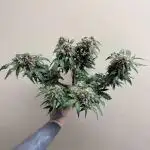 May the Kush and cookies be with you!