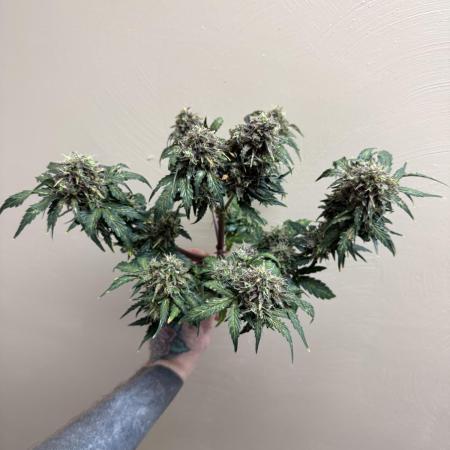 May the Kush and cookies be with you!