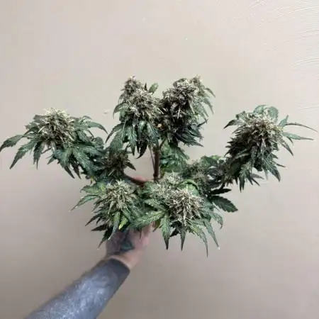 May the Kush and cookies be with you!