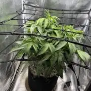 Alien OG