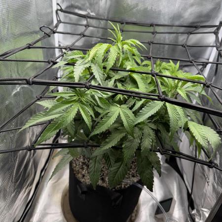 Alien OG