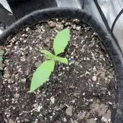 Critical mass by zamnesia