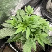 LSD 2x2 (budget tent)