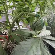 Critical mass by zamnesia