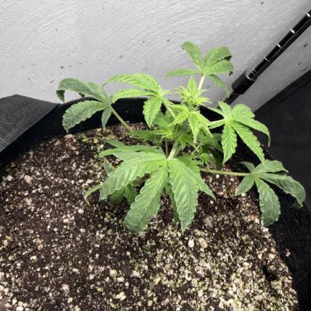Purple lemonade RF3