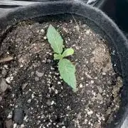 LSD 2x2 (budget tent)