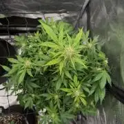 Banana Purple Punch Auto (RF3)