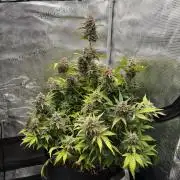 Banana Purple Punch Auto (RF3)