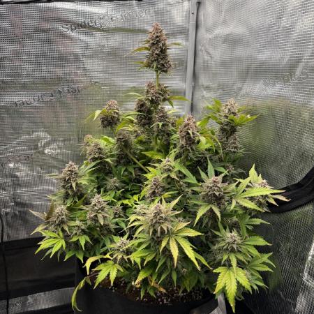 Banana Purple Punch Auto (RF3)