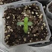 Black diamond ( Zamnesia )