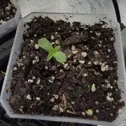 Critical mass by zamnesia