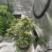 Purple lemonade RF3