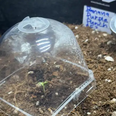 Let's make this day amethyst-ing!