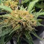 Why did the aurora get a bad review?