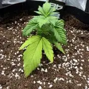 Let's make this day amethyst-ing! (RF3)