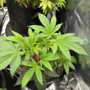 Black diamond ( Zamnesia )