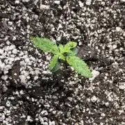Purple lemonade RF3