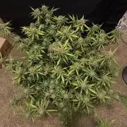 Why did the aurora get a bad review?