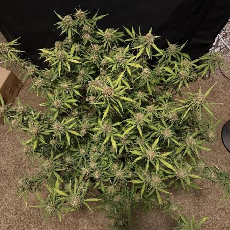 Why did the aurora get a bad review?