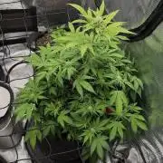 Banana Purple Punch Auto (RF3)