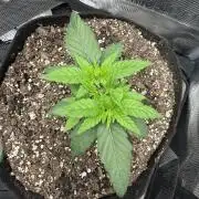 Trop cherry ( indoor )