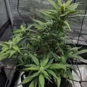 You're the berry best!