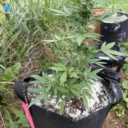 Northern light 3 gallon