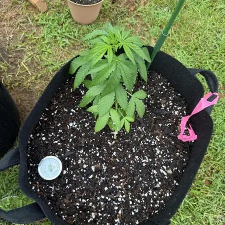 Trop cherry outdoors
